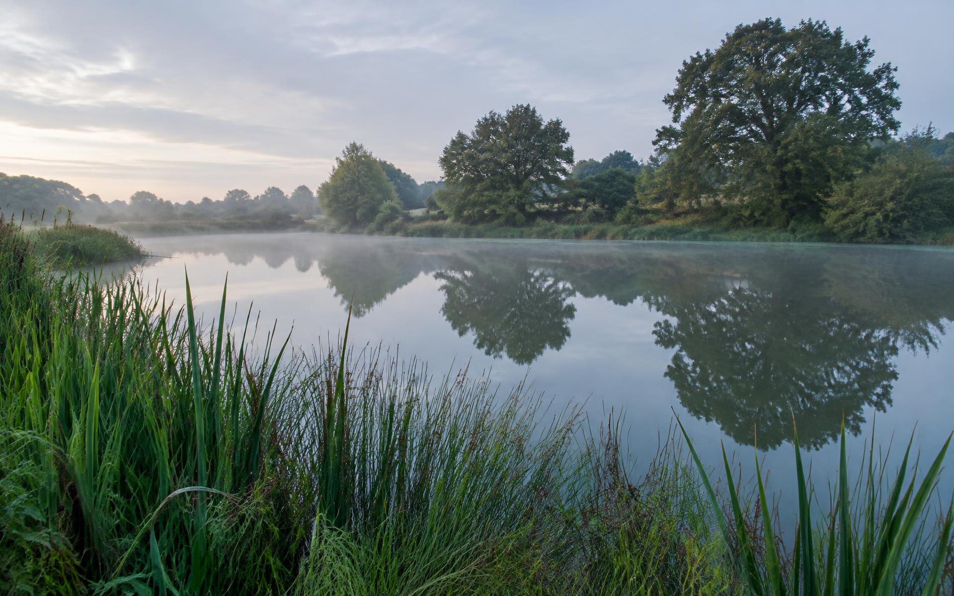 A still lowland pond at dawn with clear water and reeds
